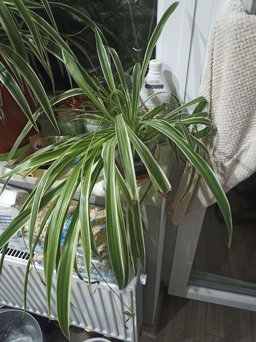 Продам хлорофітум