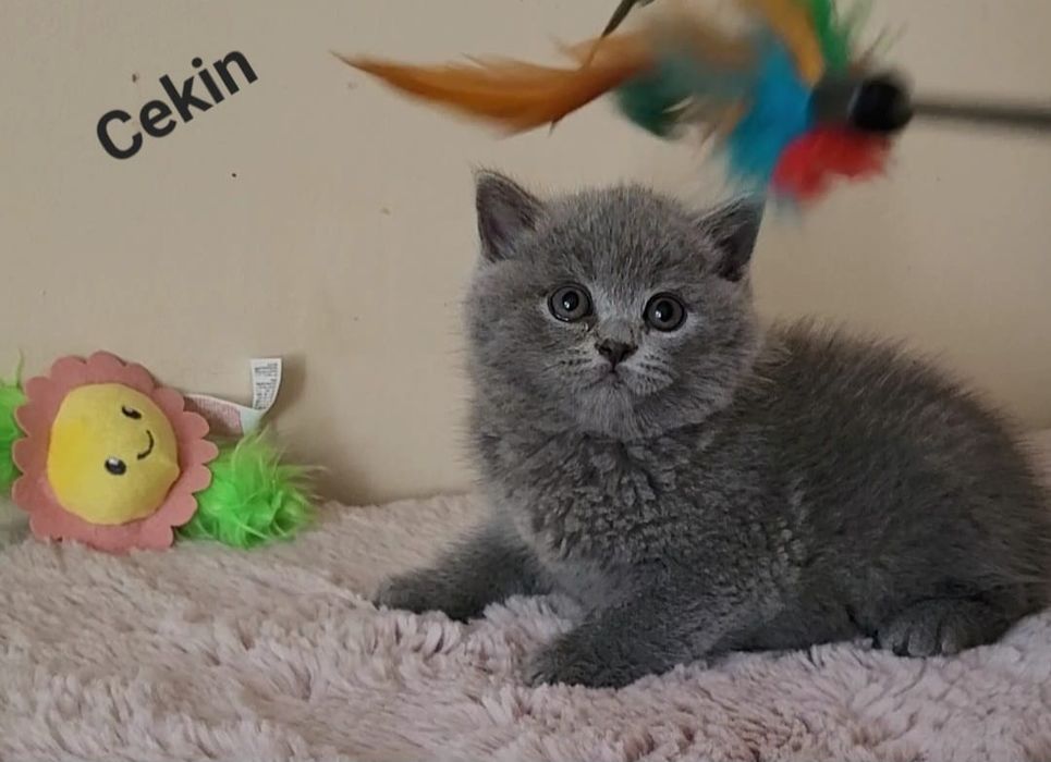 Kot brytyjski kocurek