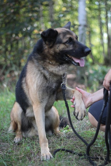 Mądry, wspaniały i przyjacielski pies na tropie domu!
