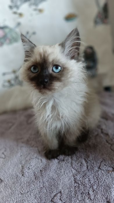 Невська маскарадна дівчинка 2,5 міс