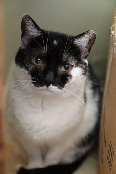 60 kotów do adopcji