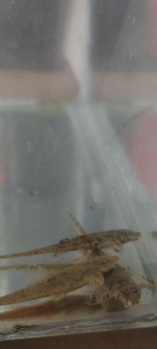 Loricaria parva- piękne duże