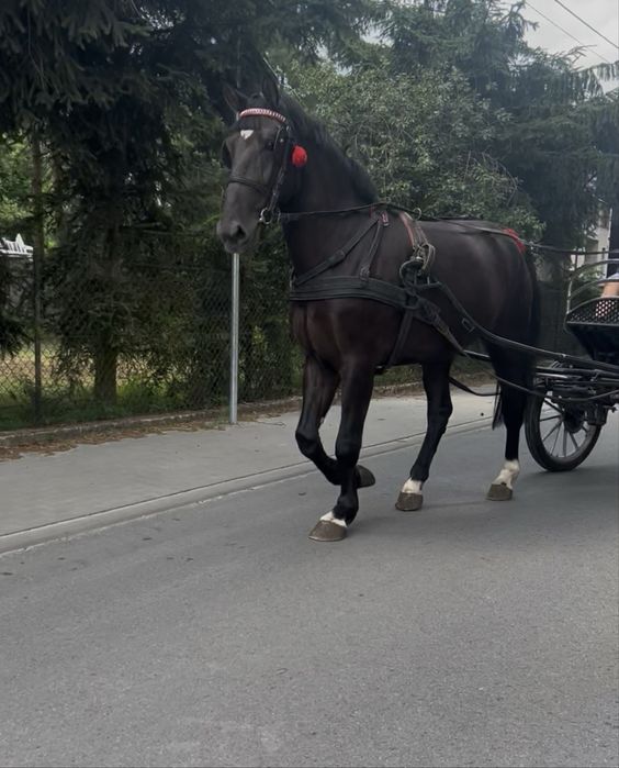 Sprzedam  ślązaka wałacha