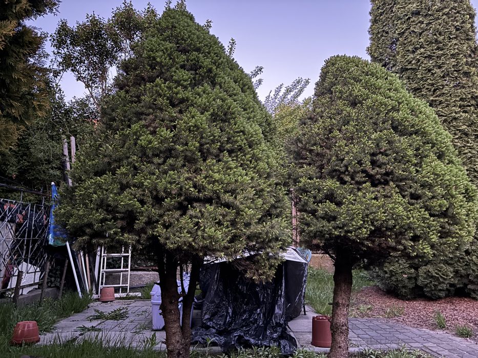 Dwie choinki - tuje ozdobne sprzedam za 100zl