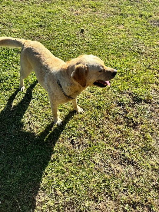 Labrador com 6 aninhos para adopção