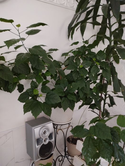 Китайськие  рози.Гибискус.