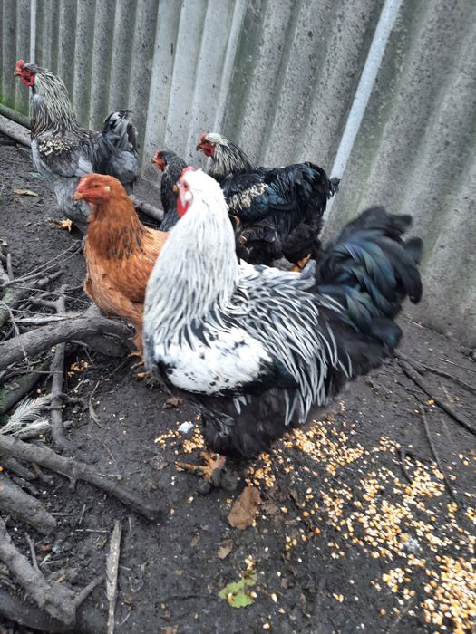 Продам півника темної Брами