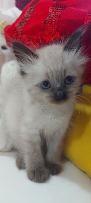Котята Невские маскарадные