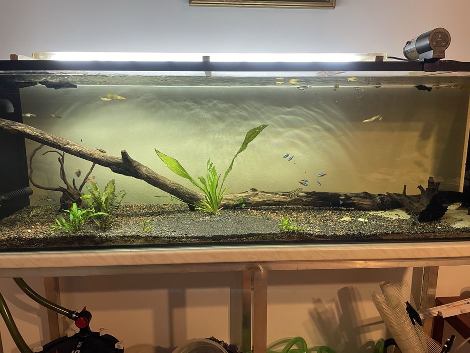 Akwarium 412 litrów – zestaw kompletny z rybami i akcesoriami