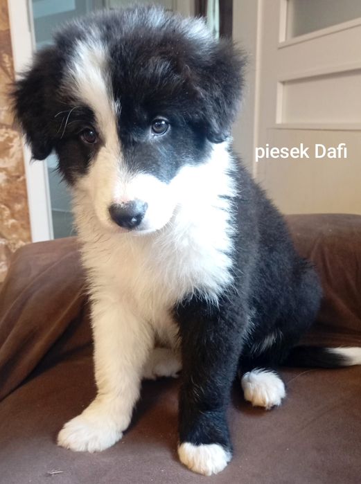 Border collie -  GOTOWE DO ODBIORU!