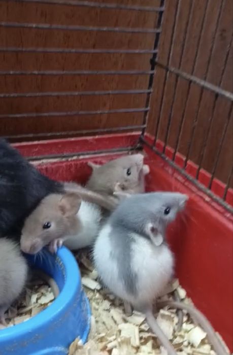 Крыска ручная