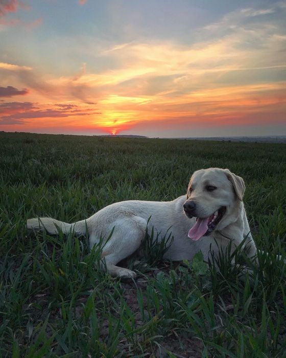 Вязка Лабрадор Ретрівер!