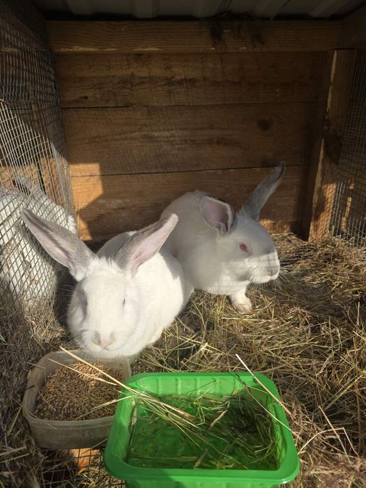 Кролики молоді, кролики.