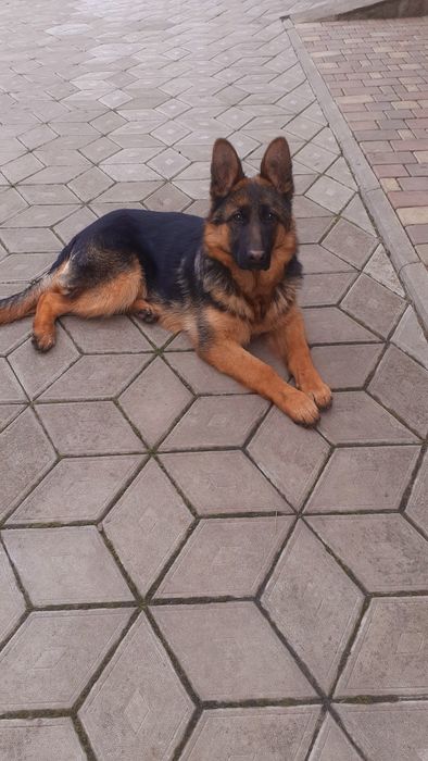 Німецька вівчарка,  дівчинка.