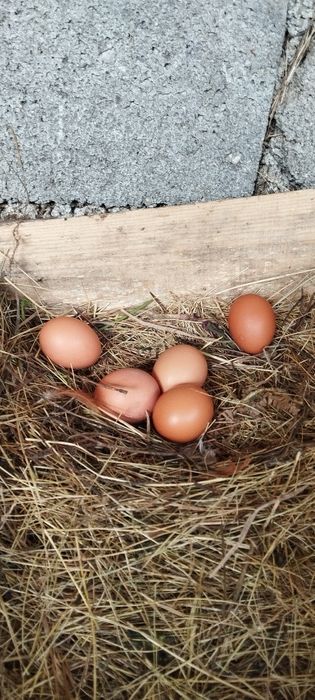 Vendo ovos caseiros