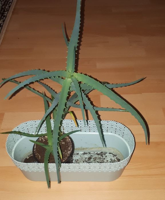 Aloes odbiór osobisty