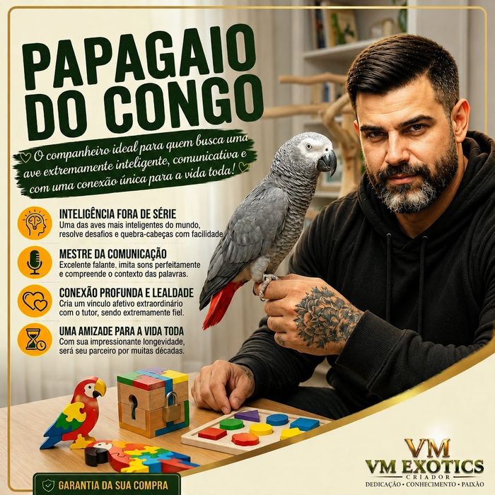 Papagaios cinzentos do congo