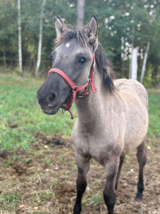 Klacz Konik Polski