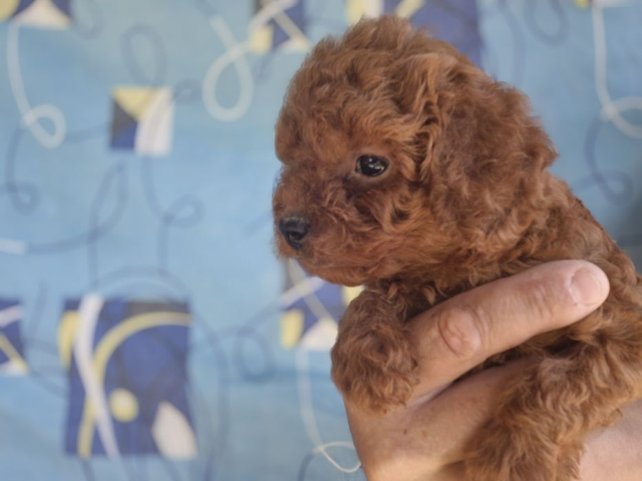 Дівчатка Пудель тойчики