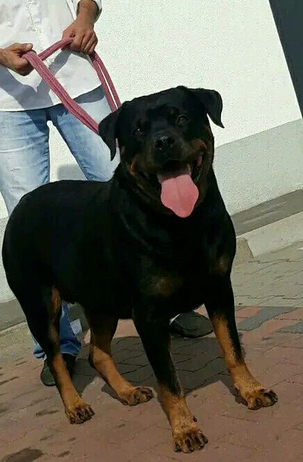 Rottweiler szczeniaki