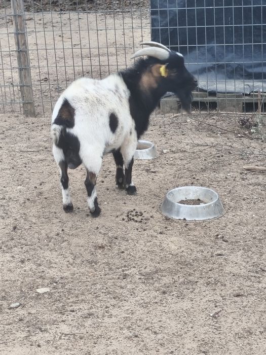 Animal de quinta meigo