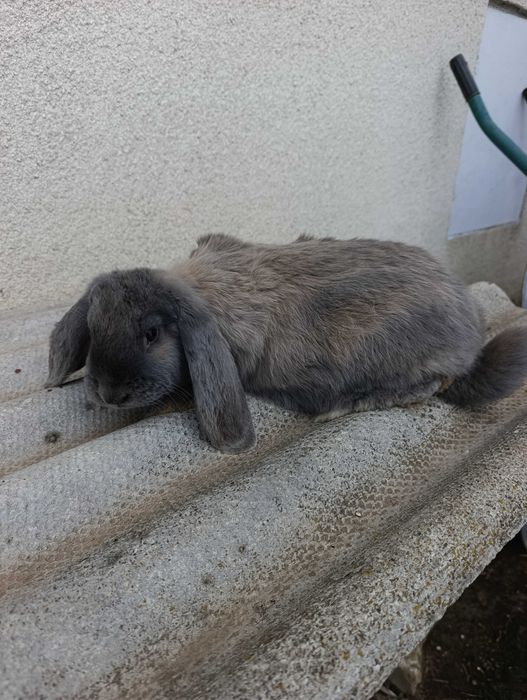 Кролики французький баран