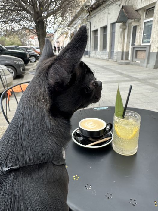 В’язка чіхуахуа — хлопчик