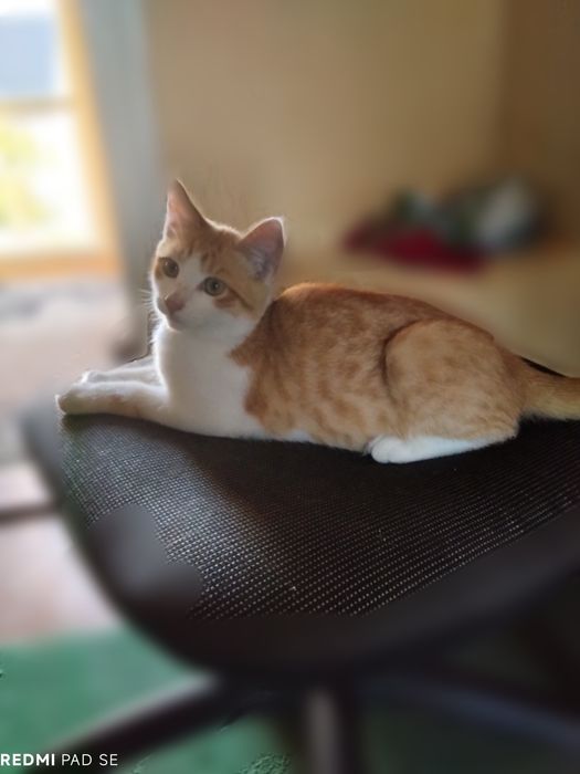 тварини Коти 6 місяців