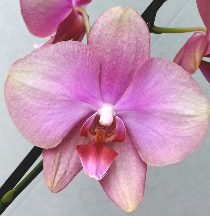 Орхідея фаленопсис Бейбі Динаміт
