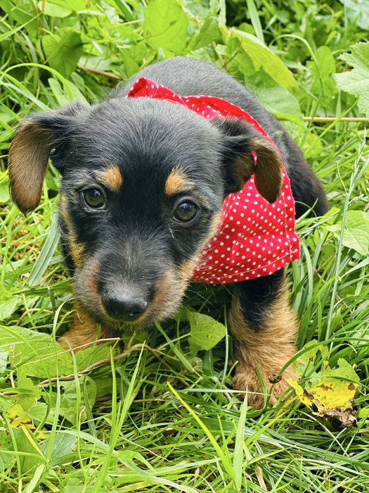 Daisy szuka domku