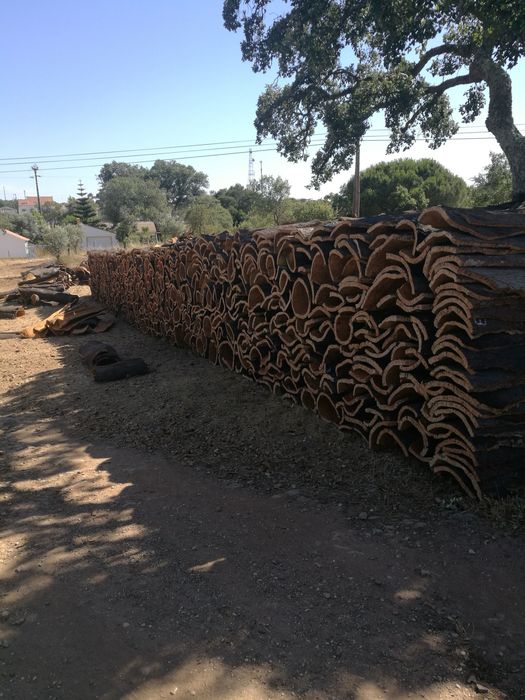 Cortiça amadia na árvore