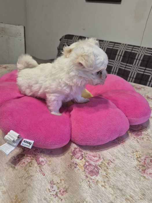 Maltańczyk piesek MINI 0,8 KG ZHPR