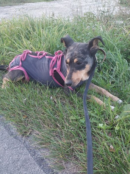 Oddam za darmo bezdomną  suczke po sterylizacji.