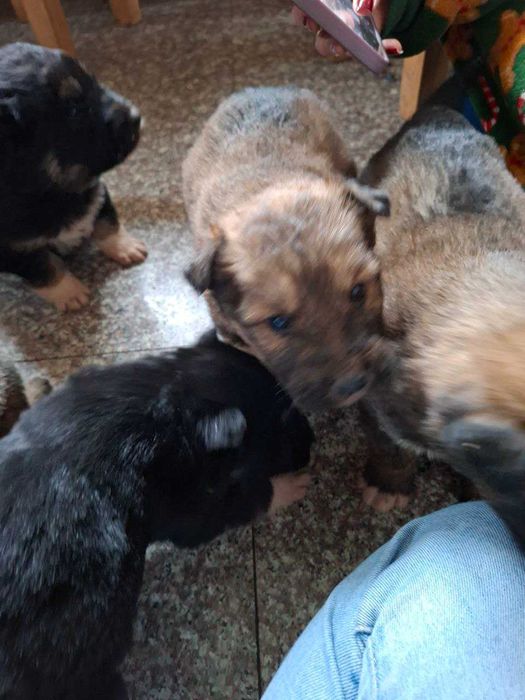 Owczarki szczenięta