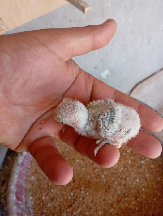 Vendo agapórnis bebé para cria a mão