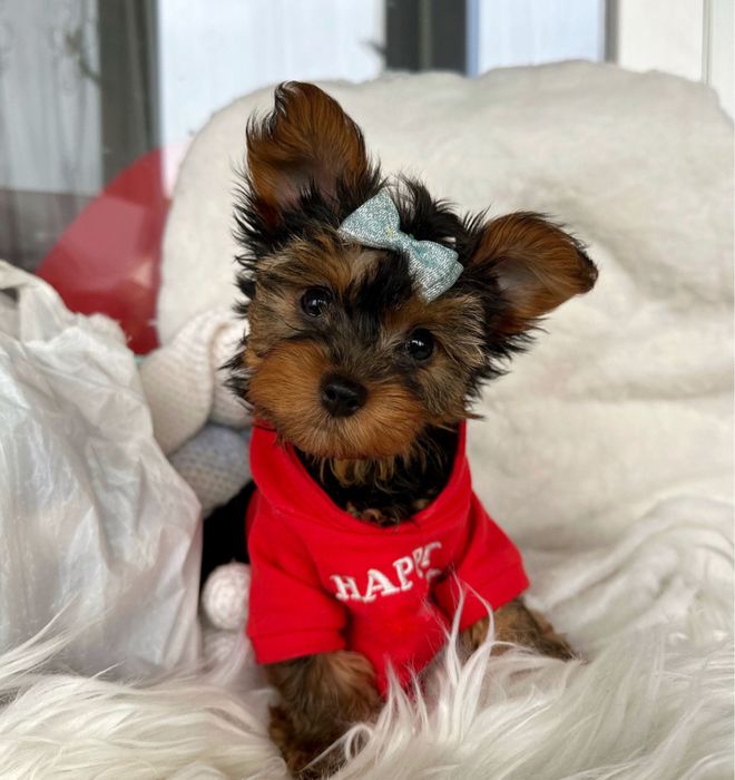 Цуценята йоркширський терʼєр,йорчики, йорки,міні, бебі фейс