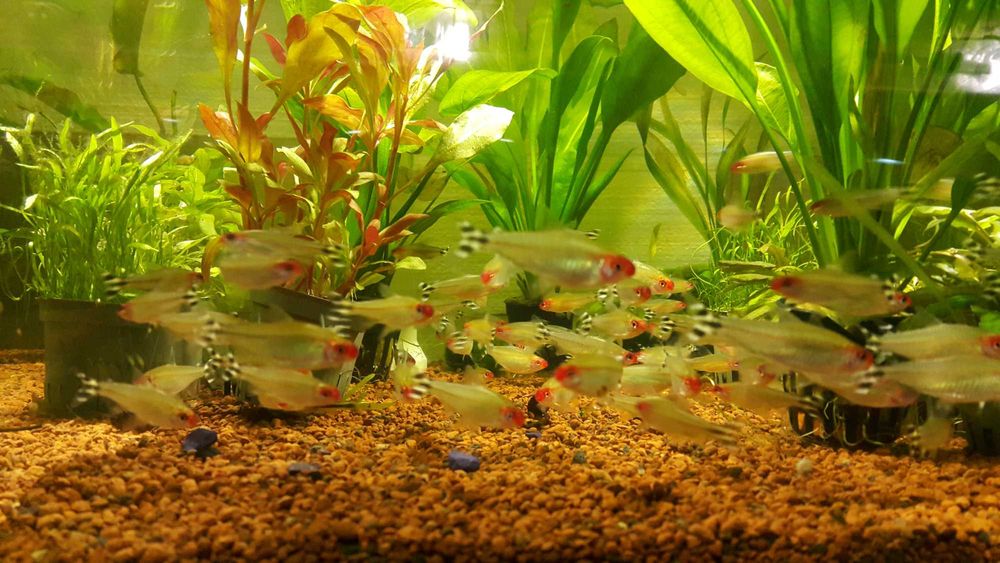 Rodostomus Zwinnik Czerwonousty