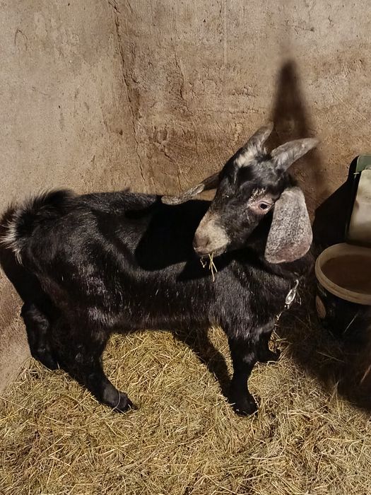 Kozioł cap Anglonubijski ( Krycie )