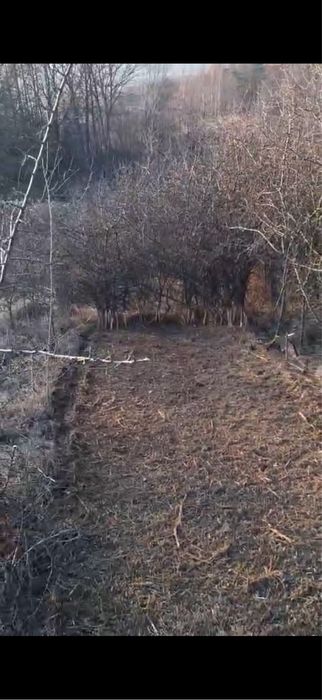 Uslugi mulczerem/ Mulczowanie/ koszenie nieużytków