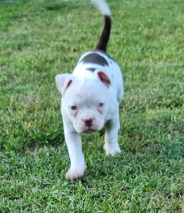Śliczny American Bully
