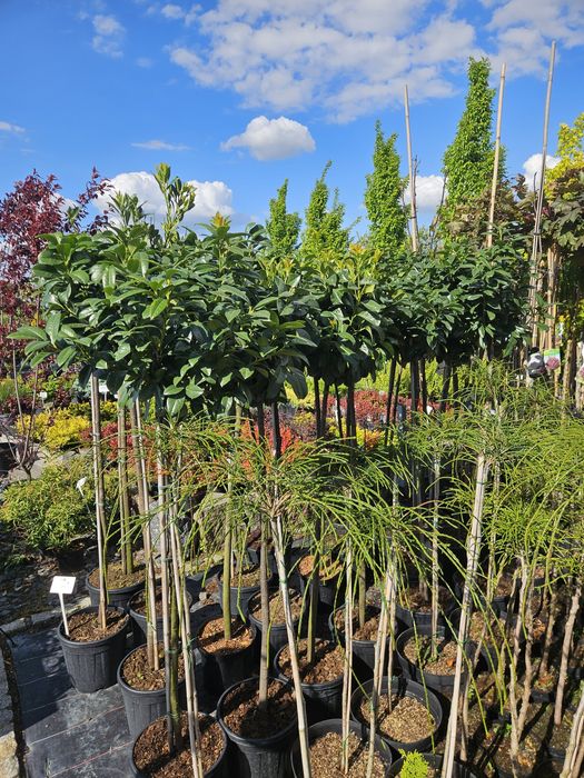 Laurowisnia noga  Genolia,Etna,Elly,Rotundifolia,Caucasica 100-