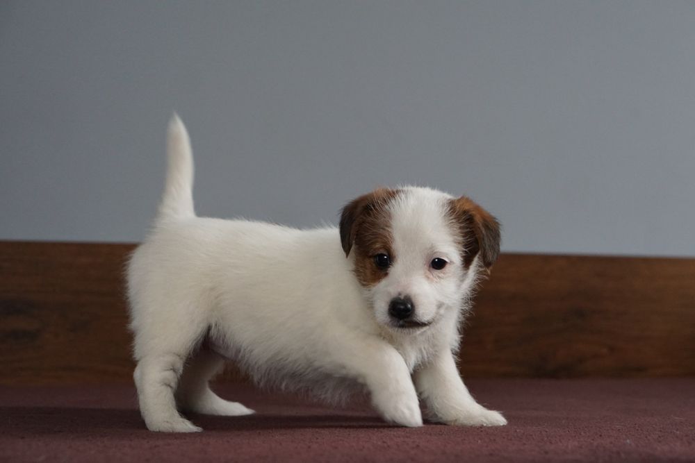 Suczka z oficjalnej hodowli FCI ZKwP oddz. Chojnice