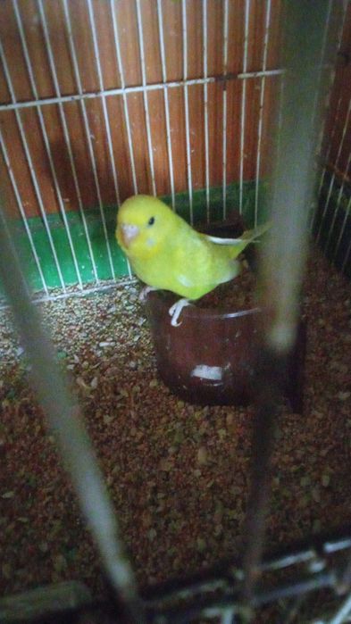 Mandarins/Piriquitos Aves todas de 2025 anilhadas