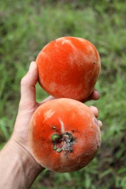 Mabolo / Velvet Apple (Planta / Fruto Tropical Raro)