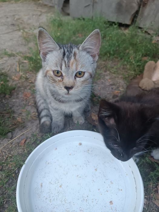 Oddam kotki w dobre ręce