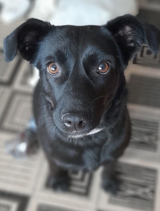 Особлива собачка, собака!