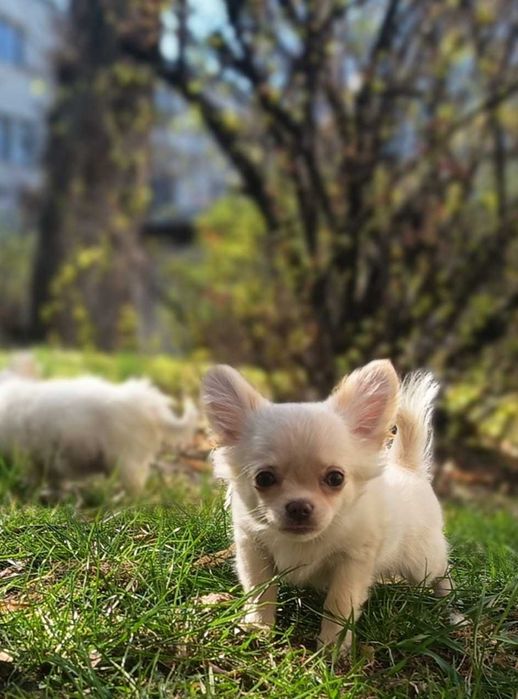 Malutki długowłosy chłopiec Chihuahua ZKwP FCI