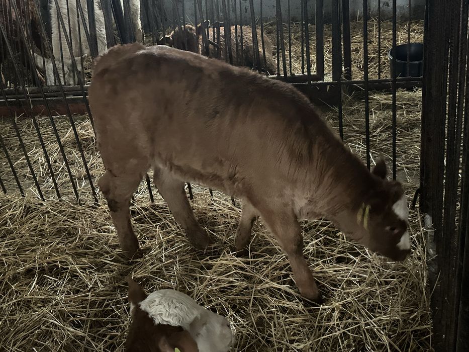 Jalowka Limousine 115kg