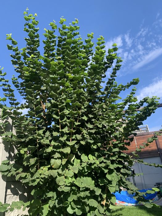 Oddam orzecha laskowego