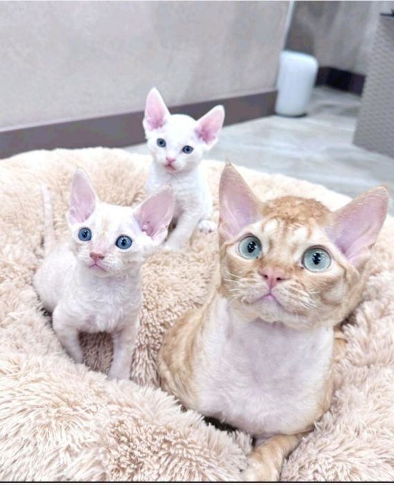 Котик Девон рекс на подарочек !